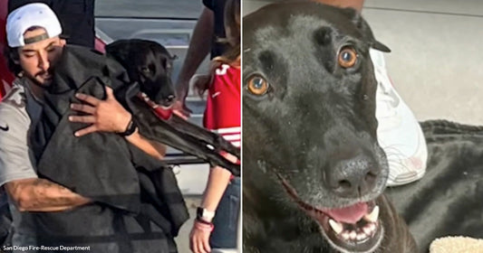 Lost Dog Found Half a Mile Offshore Just Minutes Before Rescuers Were Ready to Give Up