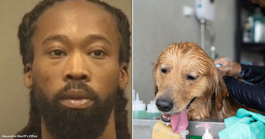 On the left, a man with braided hair and a beard poses for what appears to be a mugshot; on the right, a wet golden retriever is being groomed at.