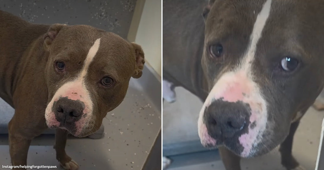 On the left, a brown and white pit bull stands on a gray floor indoors; on the right, the same dog is photographed in close-up outdoors.