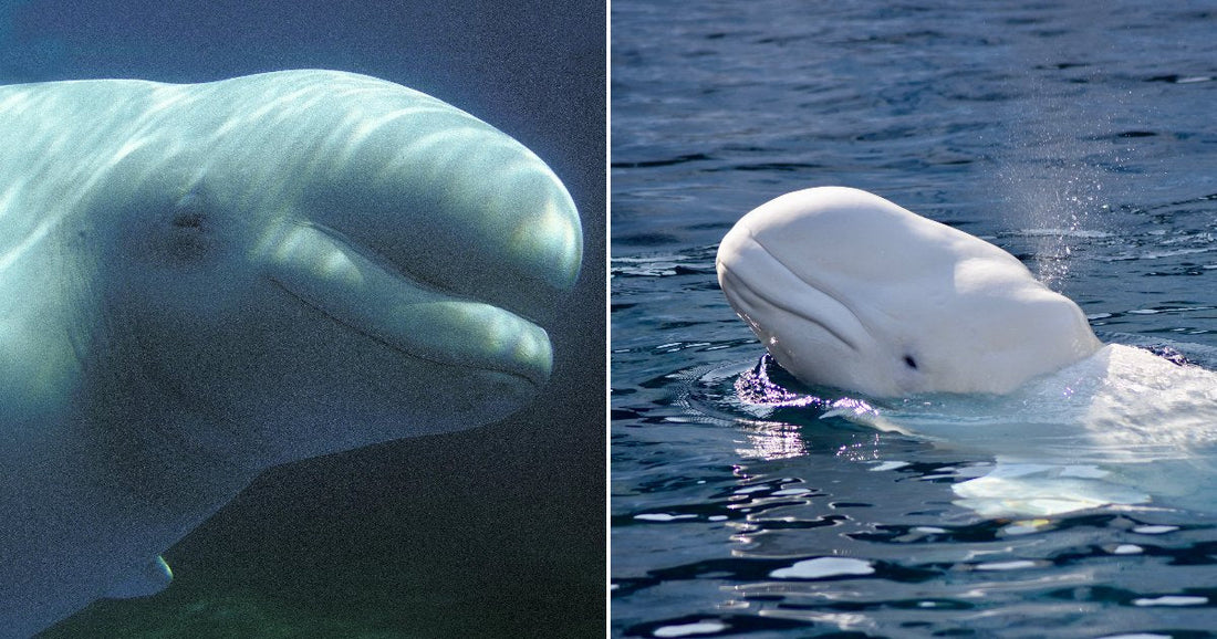 Third Beluga Rescued From Shuttered Marineland Dies Just Weeks After Two Others Were Lost