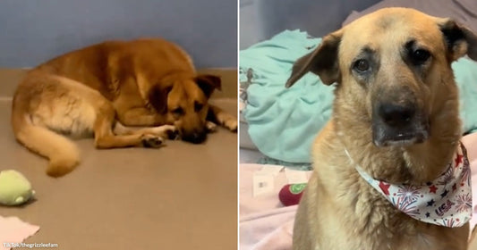 On the left, a golden-brown dog lies curled on a shelter floor near a tennis ball; on the right, the same dog sits upright wearing a patriotic bandana.