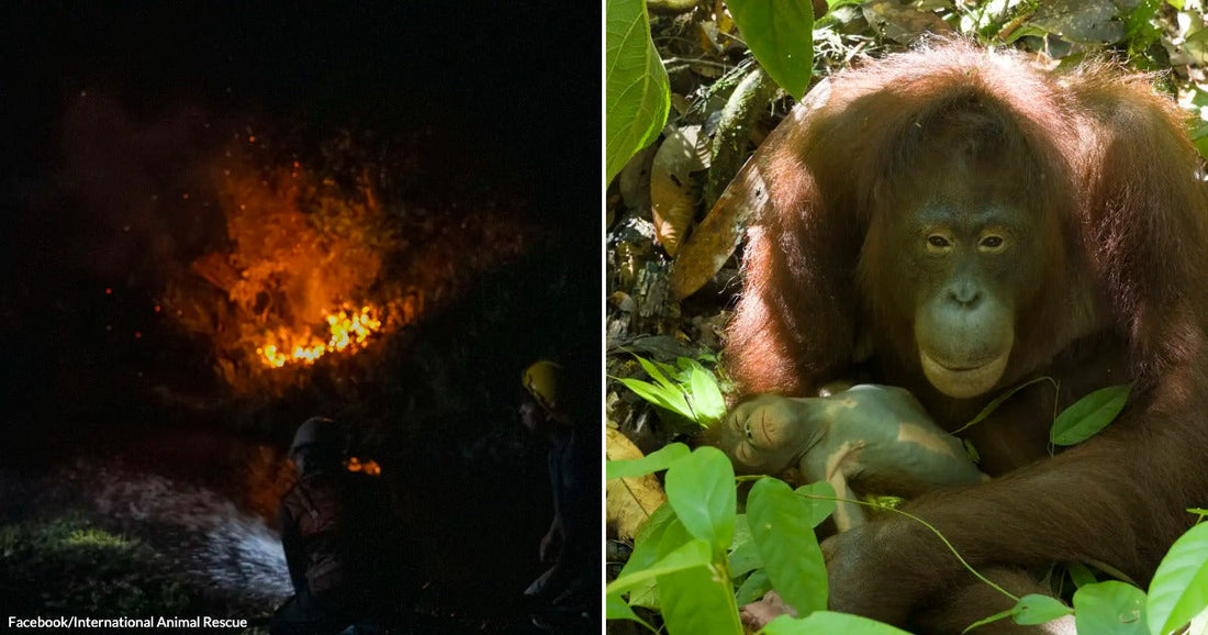 On the left, firefighters battle a blazing forest fire at night; on the right, a mother orangutan cradles her infant among lush jungle foliage.