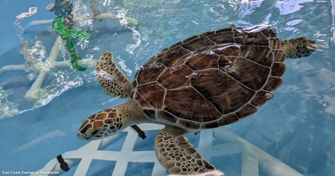 A sea turtle swims near the surface of a clear blue rehabilitation tank with white PVC pipe structures below.