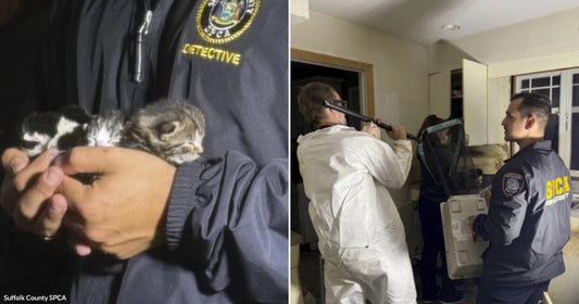On the left, a Suffolk County SPCA detective cradles three tiny newborn kittens; on the right, SPCA officers in a damaged interior inspect walls using equipment.