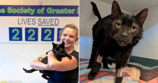 On the left, a smiling woman holds a black cat before a Humane Society sign; on the right, a thin black cat stands on a blanket.