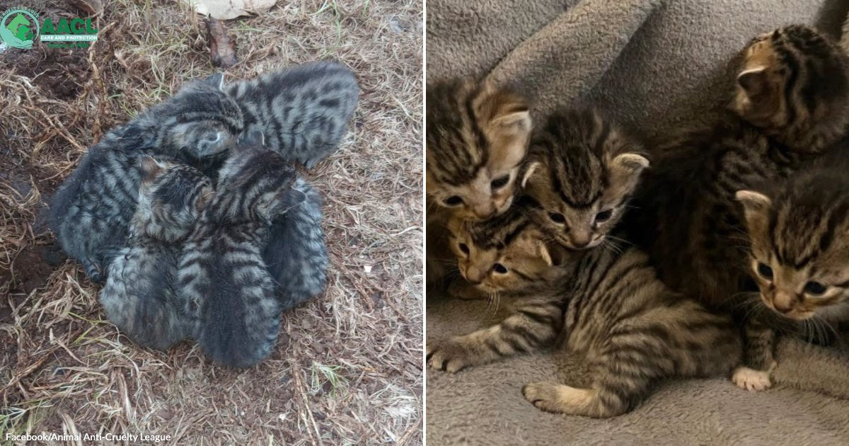 Five Four-Week-Old Kittens Found Huddling Beneath Scrap Metal While ...