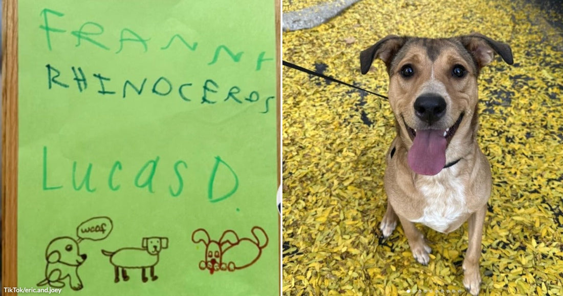 On the left, a child's green paper drawing labeled "Franny Rhinoceros" by Lucas D. with sketched dogs; on the right, a happy tan dog sits on yellow fall leaves.