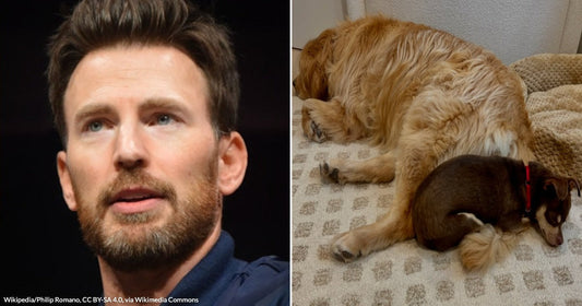 On the left, a bearded man with brown hair looks upward; on the right, a golden retriever and a small dark dog sleep together on a cushioned surface.