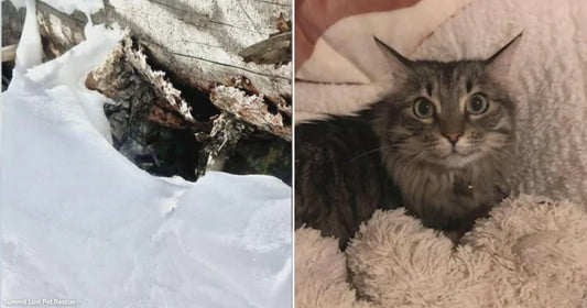 On the left, a small animal shelters beneath snow-covered logs in a wintry outdoor setting; on the right, a fluffy tabby cat rests on a soft blanket indoors.
