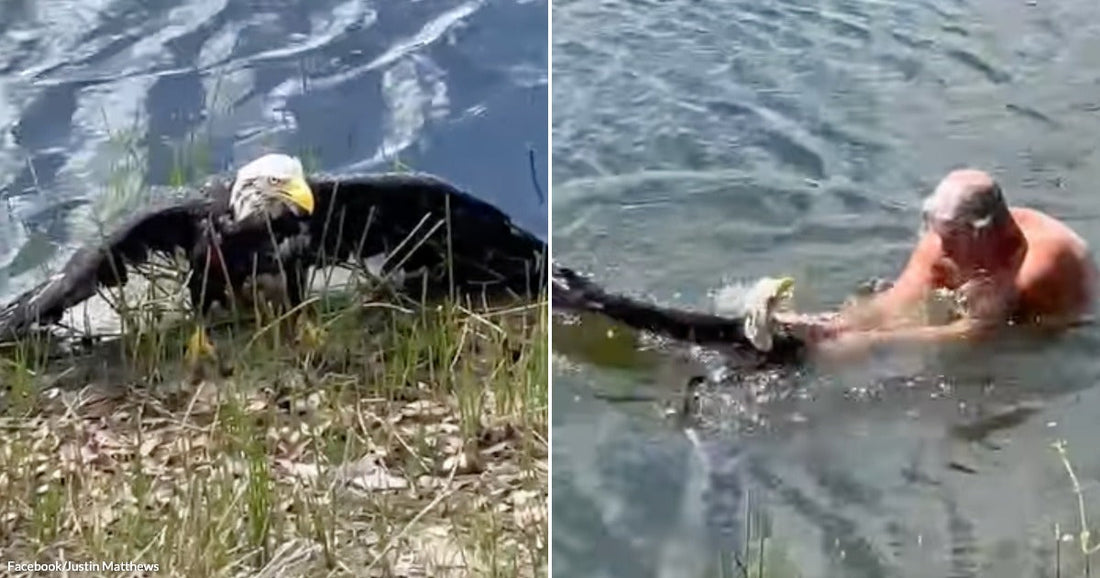 On the left, a bald eagle crouches at a grassy shoreline; on the right, a man wades in shallow water, cradling and rescuing the eagle.