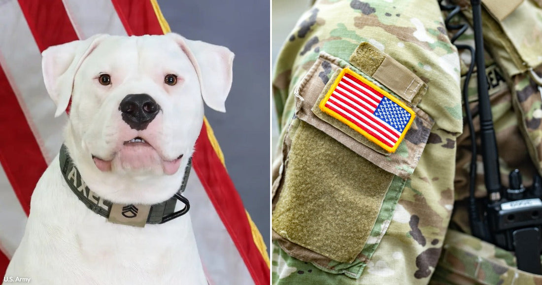 On the left, a white dog named Axel poses before an American flag; on the right, a soldier's camouflage sleeve displays a US flag patch.