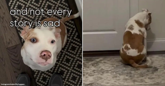 On the left, a white and tan pit bull looks up wide-eyed indoors, with text reading "and not every story is sad"; on the right, the same dog sits facing.