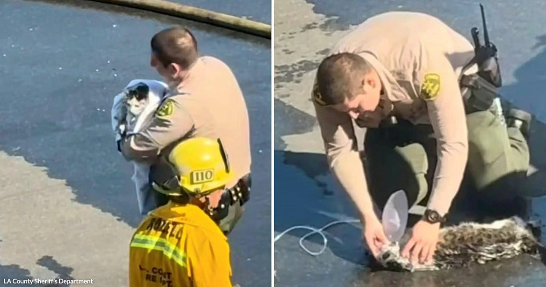 On the left, a uniformed officer holds a cat wrapped in cloth; on the right, the same officer kneels on wet pavement administering oxygen to the cat.
