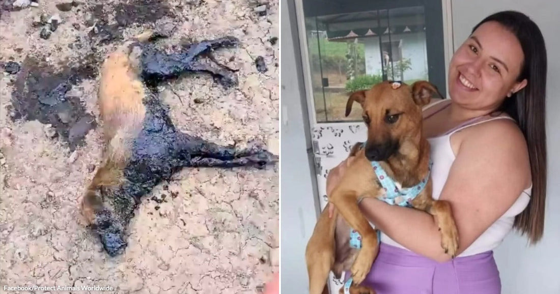 On the left, a dog covered in tar lies on bare dirt ground; on the right, a smiling woman holds a tan dog wearing a blue bandana indoors.
