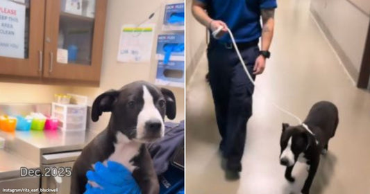Side-by-side feature image for the “cw-dog-returned-to-shelter-over-breed-restrictions-finds-new-forever-home” campaign.