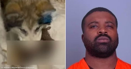 On the left, a husky dog rests with a blue object near its face; on the right, a bearded man in an orange jumpsuit poses against a gray background.