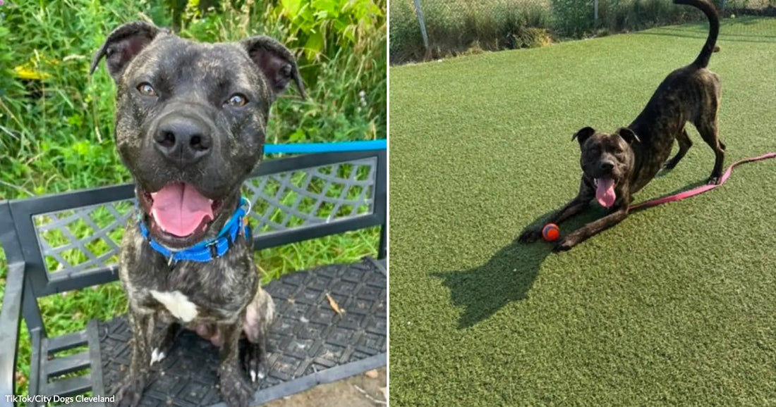 On the left, a brindle pit bull mix sits smiling on a black bench outdoors; on the right, the same dog play-bows on a green turf field with an orange.