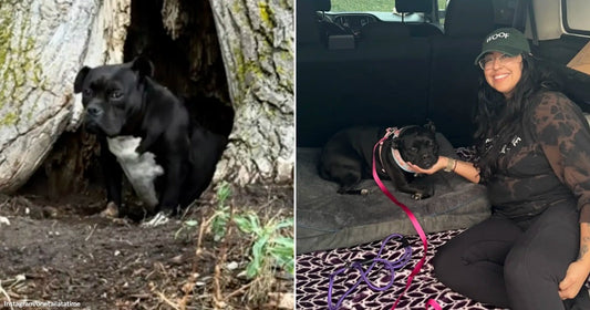 Terrified Dog Survives Summer Heat Inside a Tree Trunk Until One Woman Refuses to Give Up