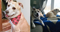 Side-by-side images show a tan dog wearing a red plaid bandana and later relaxing at home beside another dog.