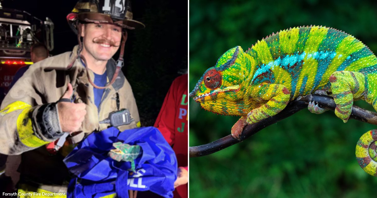 Georgia Firefighters Answer a Strange Rescue Call and Bring a Tiny ...