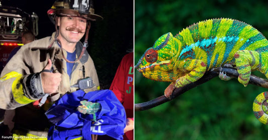 On the left, a mustachioed firefighter in gear gives a thumbs-up while holding a small reptile wrapped in blue fabric; on the right, a colorful chameleon perches on a branch.