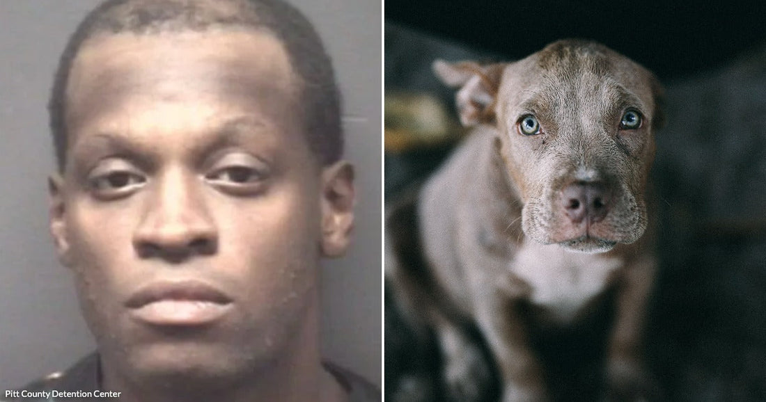 On the left, a man with short hair faces the camera against a plain background; on the right, a brown pit bull puppy with blue eyes looks up curiously indoors.