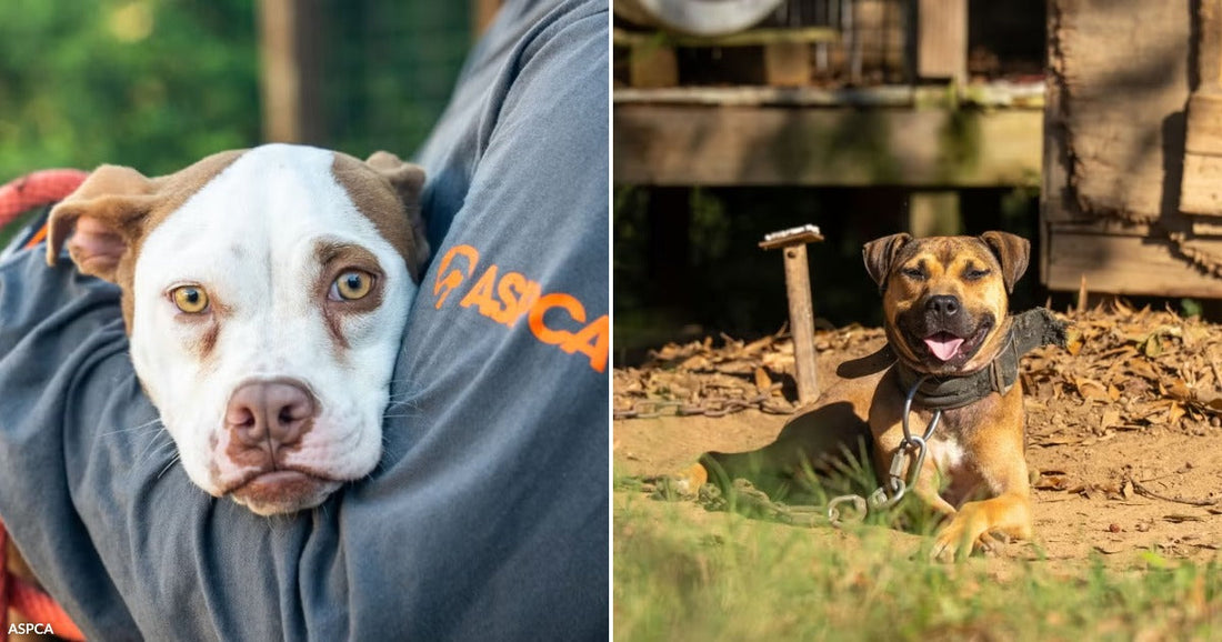 On the left, a brown-and-white pit bull rests its head on a person's arm wearing an ASPCA shirt; on the right, a tan dog lies chained in a dirt yard.