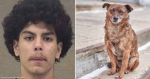 On the left, a young man with curly dark hair looks forward against a plain background; on the right, a small brown dog sits on concrete steps outdoors.