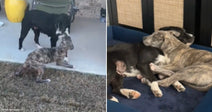 Side-by-side images show a brindle puppy greeting its black mother dog and later cuddling with her on a bed.
