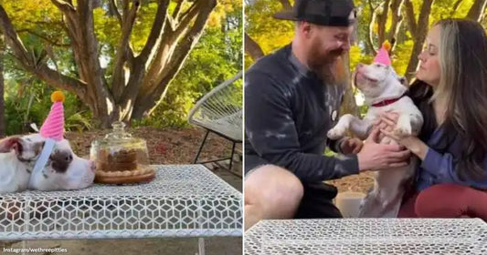 On the left, a white bulldog wearing a pink party hat rests on a patio table beside a cake; on the right, a couple cuddles and kisses the same dog.