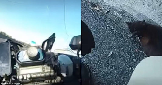 On the left, a motorcycle dashboard with electronics is shown on a road; on the right, a black cat crouches on pavement near a rider's boot.