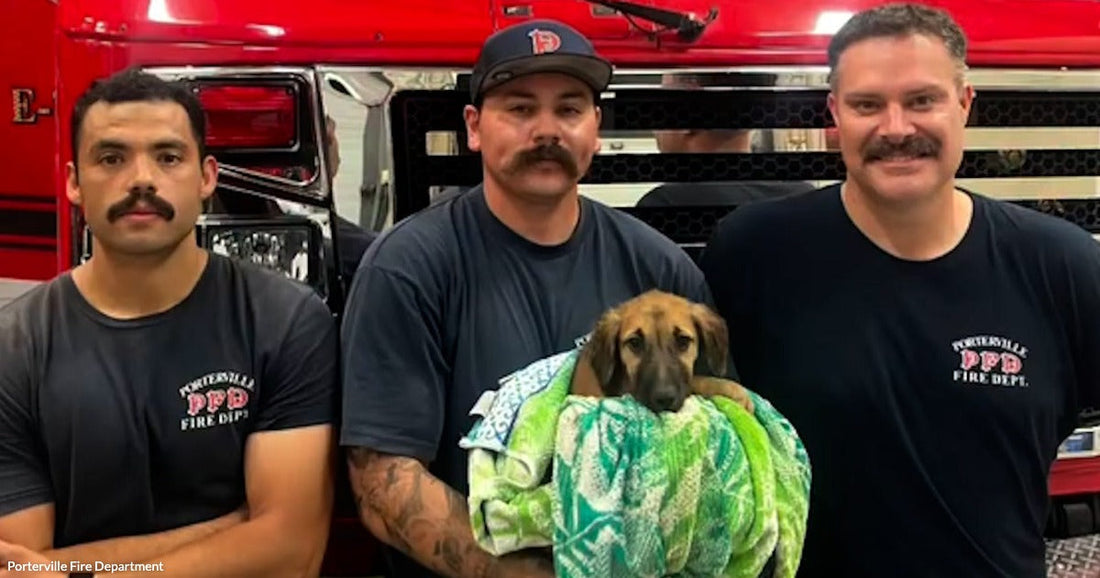 Three firefighters in navy Portersville Fire Department shirts stand before a red fire truck, one holding a small puppy wrapped in a colorful blanket.