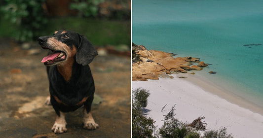 On the left, a black-and-tan dachshund sits alertly outdoors among fallen leaves; on the right, a pristine white-sand beach meets calm turquoise water beside golden rocks.