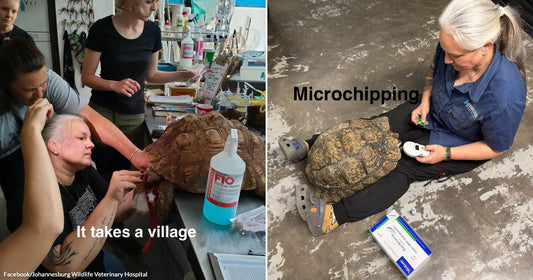On the left, several people treat a large tortoise on an exam table in a veterinary clinic; on the right, a person microchips a large tortoise on a floor.