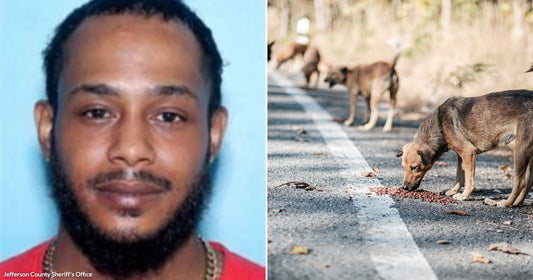 On the left, a bearded man in a red shirt poses against a blue background; on the right, stray dogs eat kibble scattered on a roadside path.