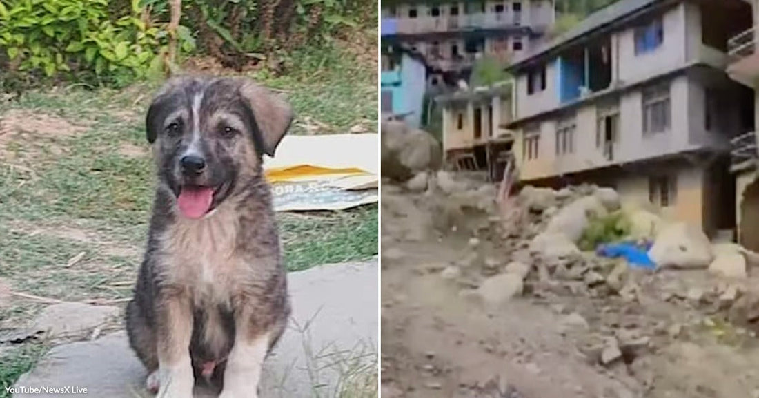 On the left, a fluffy brindle puppy sits on a stone step outdoors with tongue out; on the right, a landslide-damaged hillside village shows debris-strewn buildings.