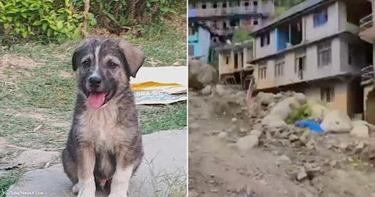On the left, a fluffy brindle puppy sits on a stone step outdoors with tongue out; on the right, a landslide-damaged hillside village shows debris-strewn buildings.