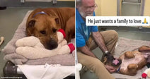 On the left, a brown dog rests sadly on a shelter kennel mat clutching a stuffed toy; on the right, the same dog rolls over joyfully for belly rubs from.