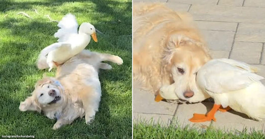 On the left, a white duck sits atop a golden retriever rolling in grass; on the right, the same duck nuzzles the dog's face on a stone patio.