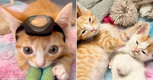 On the left, an orange tabby kitten wearing tiny goggles cuddles a toy on colorful bedding; on the right, two orange-and-white cats snuggle together on a plaid blanket.