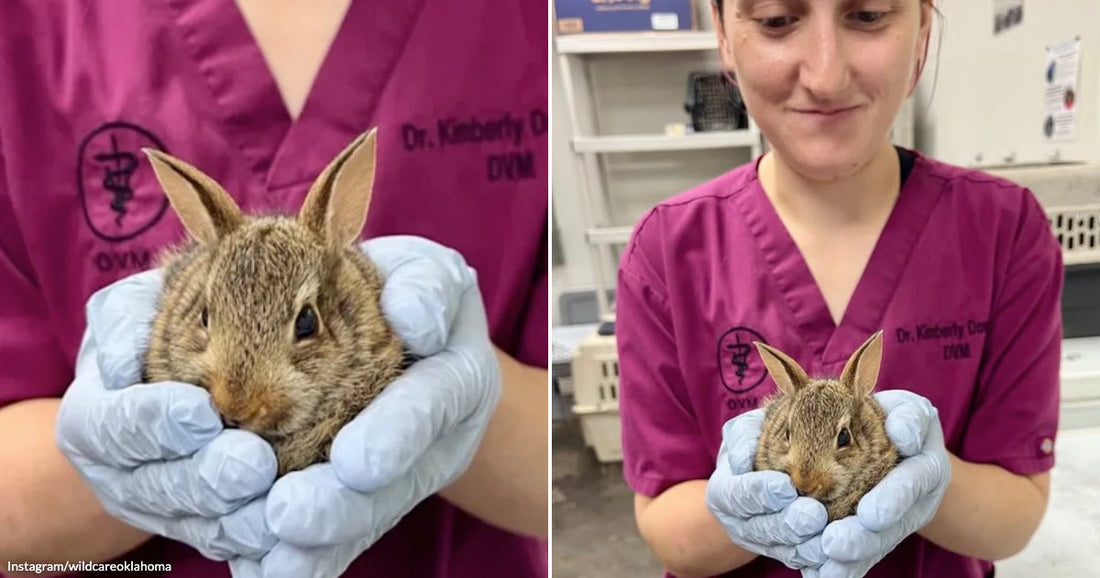 On the left, gloved hands hold a tiny wild cottontail rabbit in a veterinary clinic; on the right, a woman in pink medical scrubs smiles while cradling the same small.