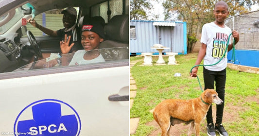  On the left, two children wave from inside an SPCA vehicle; on the right, a child in a white shirt stands on grass holding a leashed brown dog.