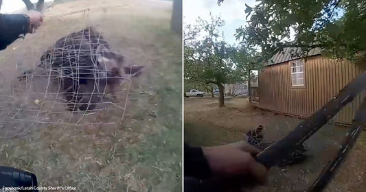 On the left, a wild boar is trapped inside a wire cage on a grassy hillside; on the right, a person holds a rifle outdoors near a wooden shed.