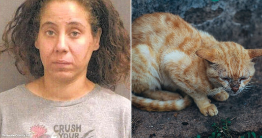 On the left, a woman with curly hair wearing a gray sweatshirt poses for a mugshot; on the right, an orange tabby cat rests outdoors on rocky ground.