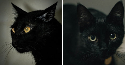 On the left, a black cat with golden eyes gazes sideways against a dark background; on the right, a black cat with green eyes stares directly at the camera indoors.