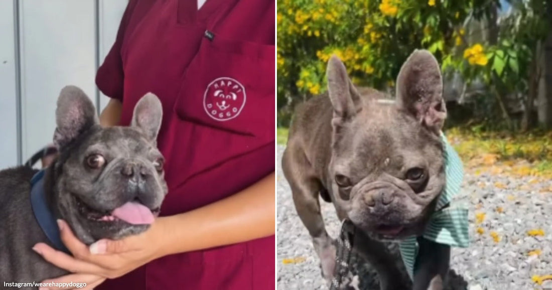 On the left, a blue French Bulldog is held by a person in red scrubs indoors; on the right, the same dog walks outside wearing a green bandana.