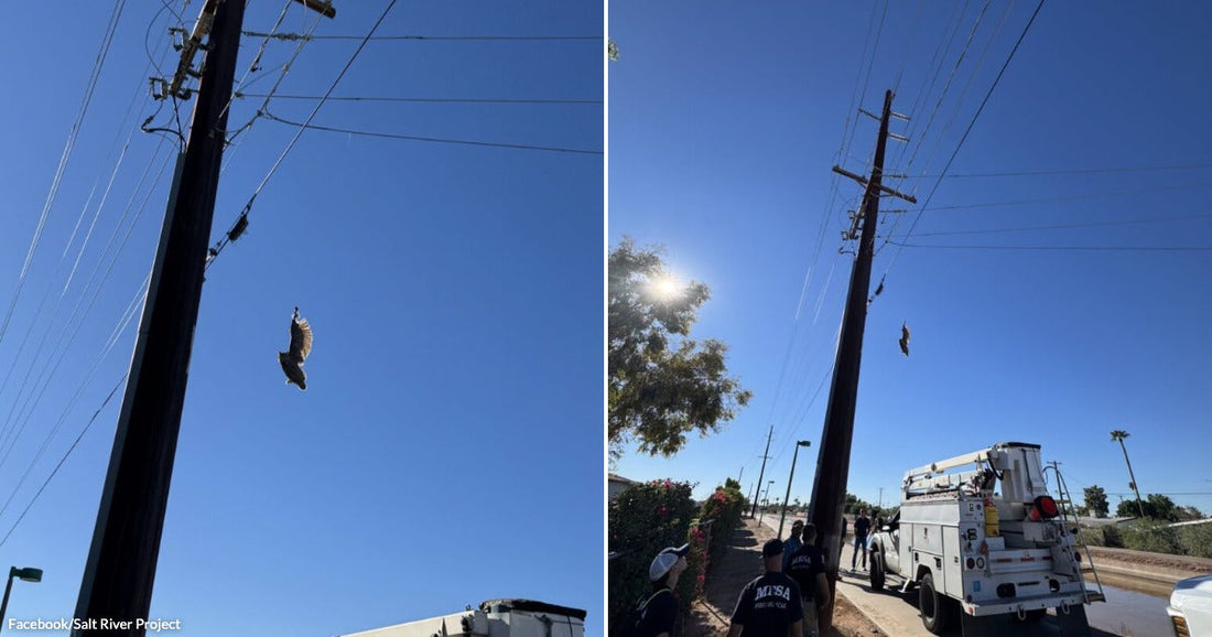 On the left, a bird of prey hangs entangled in power lines above a utility truck; on the right, workers and bystanders watch the same scene from below.