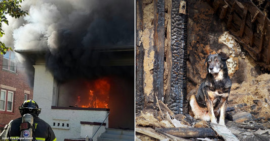 On the left, a firefighter stands before a building engulfed in flames and black smoke; on the right, a dog sits amid charred wooden debris from a burned structure.