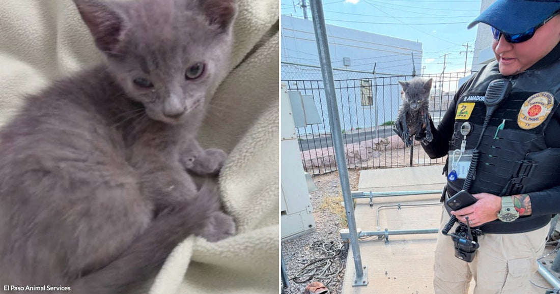 On the left, a tiny gray kitten curls up on a cream blanket; on the right, a uniformed animal services officer holds a small, disheveled dark kitten outdoors.