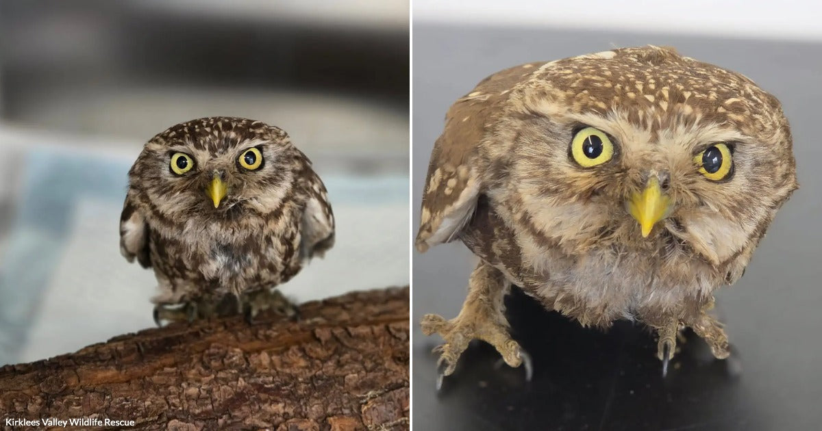 Little Owl Arrives With Feathers Coated in Oil and Unable to Fly